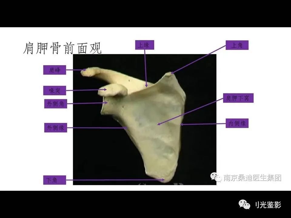 肩关节MRI解剖肩袖损伤诊断技巧--对应动图,效果超赞
