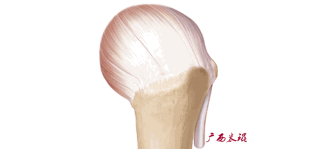 肩关节MRI解剖肩袖损伤诊断技巧--对应动图,效果超赞