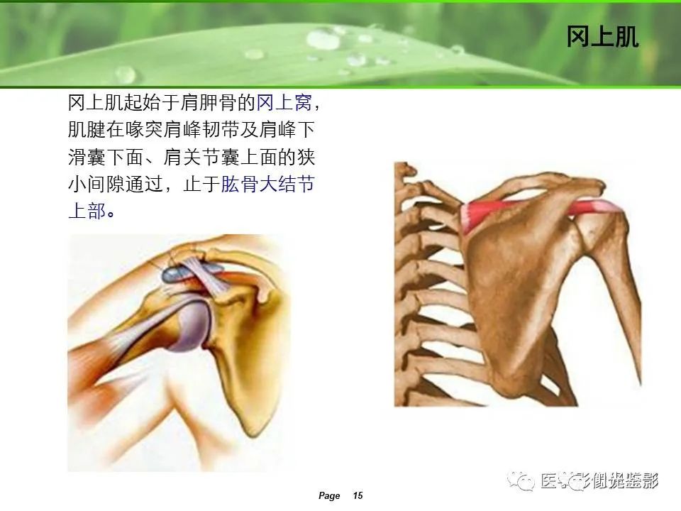 肩关节MRI解剖肩袖损伤诊断技巧--对应动图,效果超赞