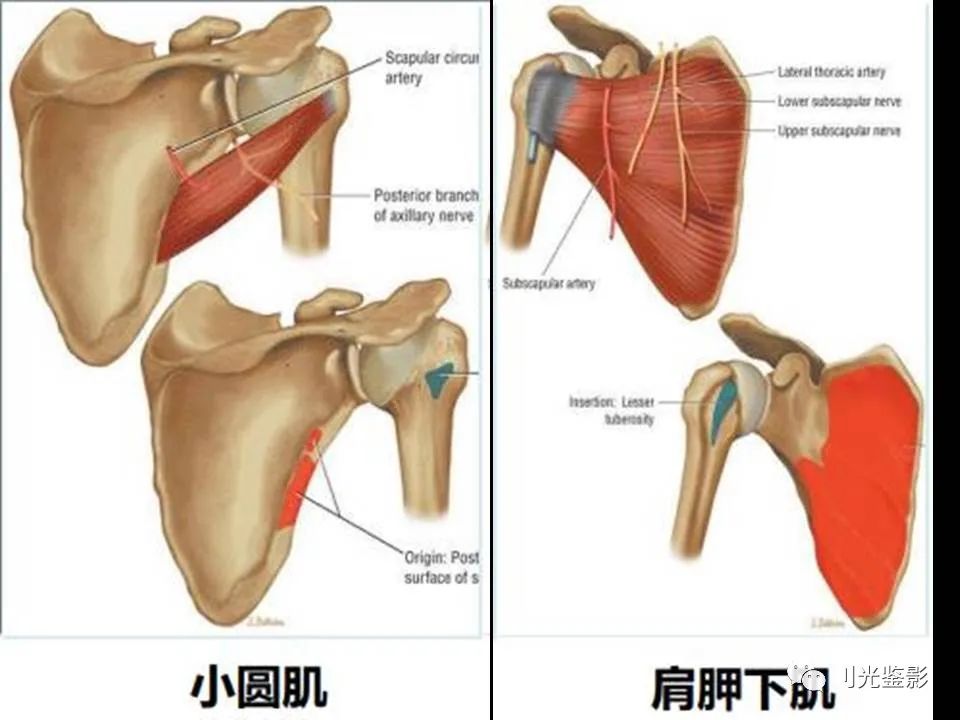 肩关节MRI解剖肩袖损伤诊断技巧--对应动图,效果超赞