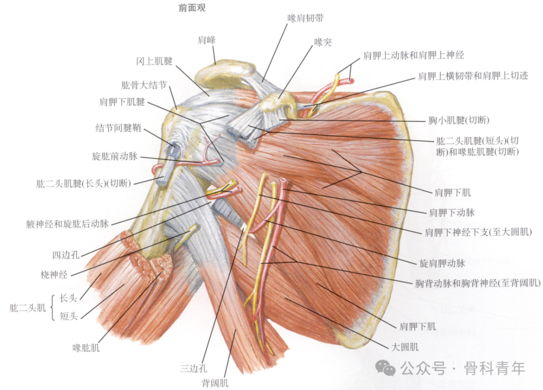 “腋窝入路”显露肩胛盂:解剖与手术技术