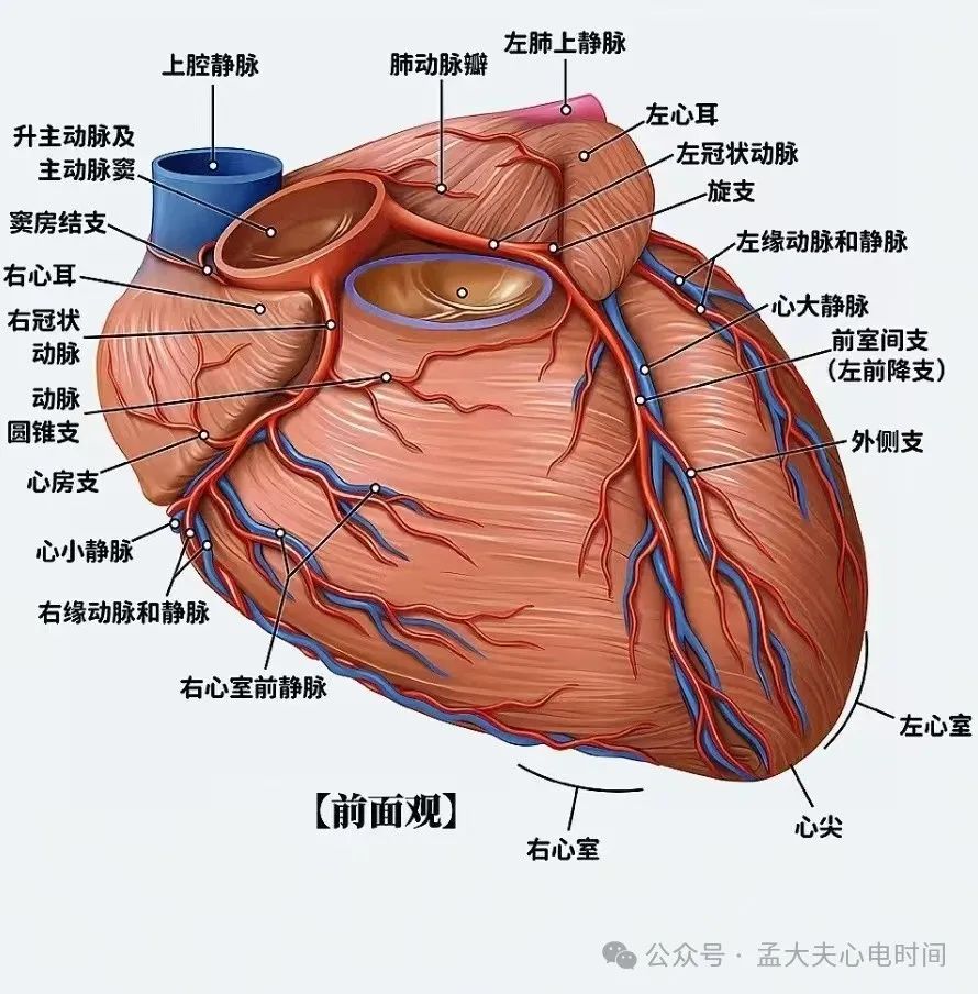 一文系统化学习--前壁心肌梗死定位、命名和诊断