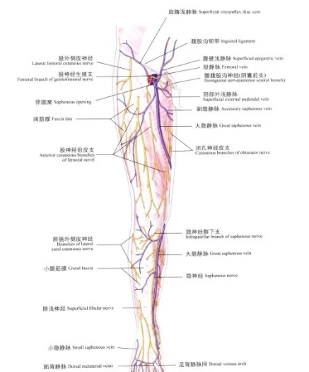 儿童跛行与髋关节一过性滑膜炎：骨科临床诊疗要点剖析