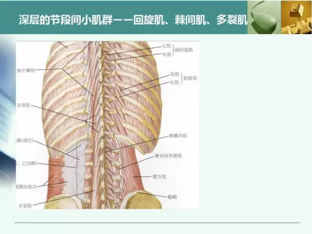 胸腰椎椎弓根置钉技术，很全很实用！