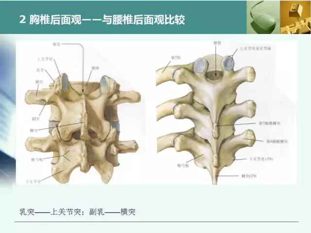 胸腰椎椎弓根置钉技术，很全很实用！