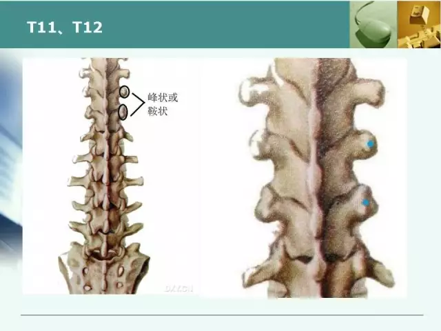 胸腰椎椎弓根置钉技术，很全很实用！