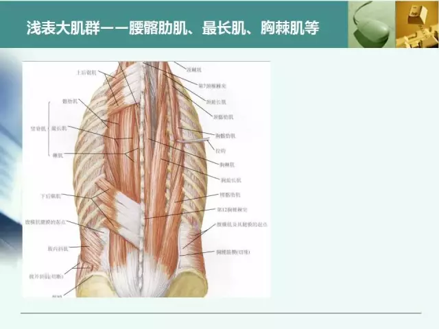 胸腰椎椎弓根置钉技术，很全很实用！