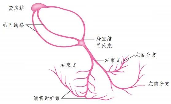 常见心律失常的急诊处理(心血管医生值班必备)