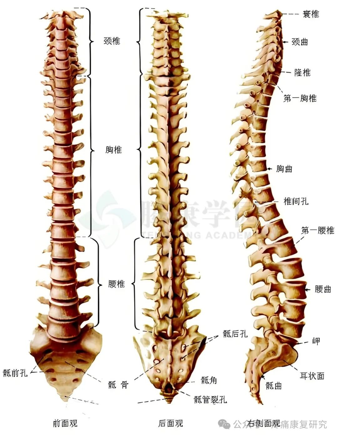 脊柱侧弯的危害、评估及
