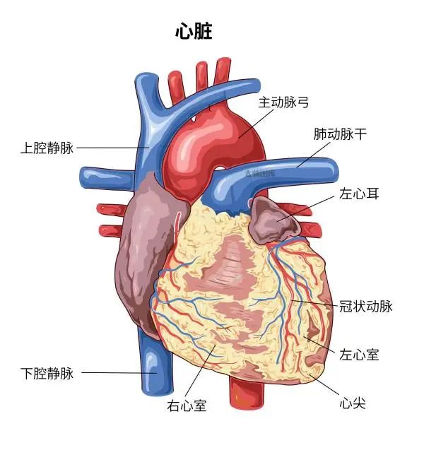 急性心肌梗死进行PCI的时间窗