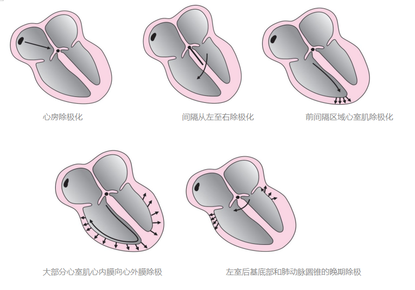 心律失常——房颤患者的紧急处置