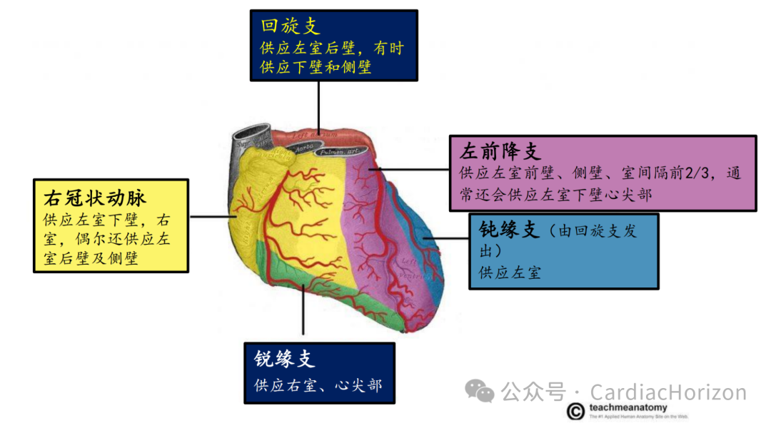 如何快速定位急性心肌梗死罪犯血管,这篇文章教会你