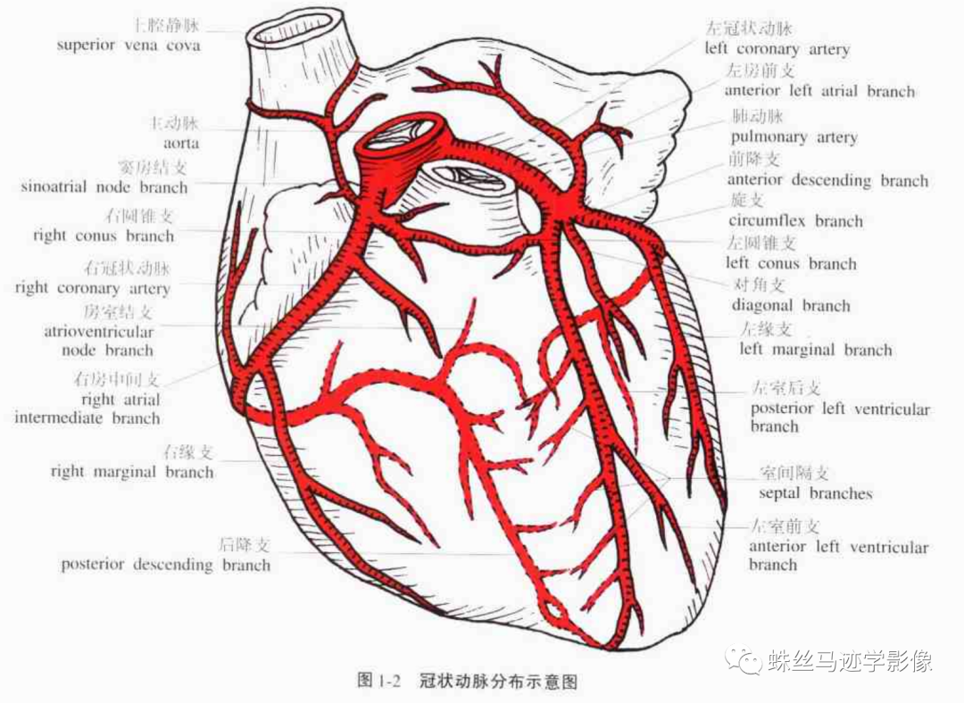 冠状动脉详细解剖,收藏级!