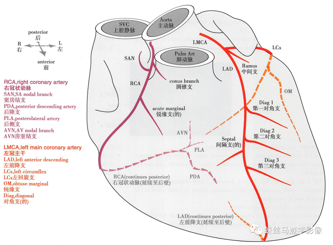 冠状动脉详细解剖,收藏级!