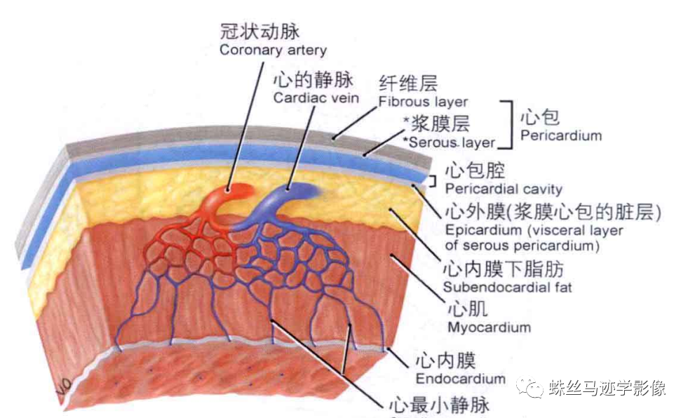 冠状动脉详细解剖,收藏级!
