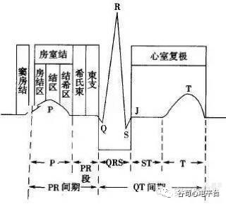 12导、15导、18导连接示意图及心脏各壁超声解剖位置与心电图导联对应关系