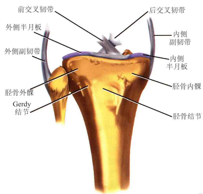【一文综述】了解胫骨平台骨折的复位标准