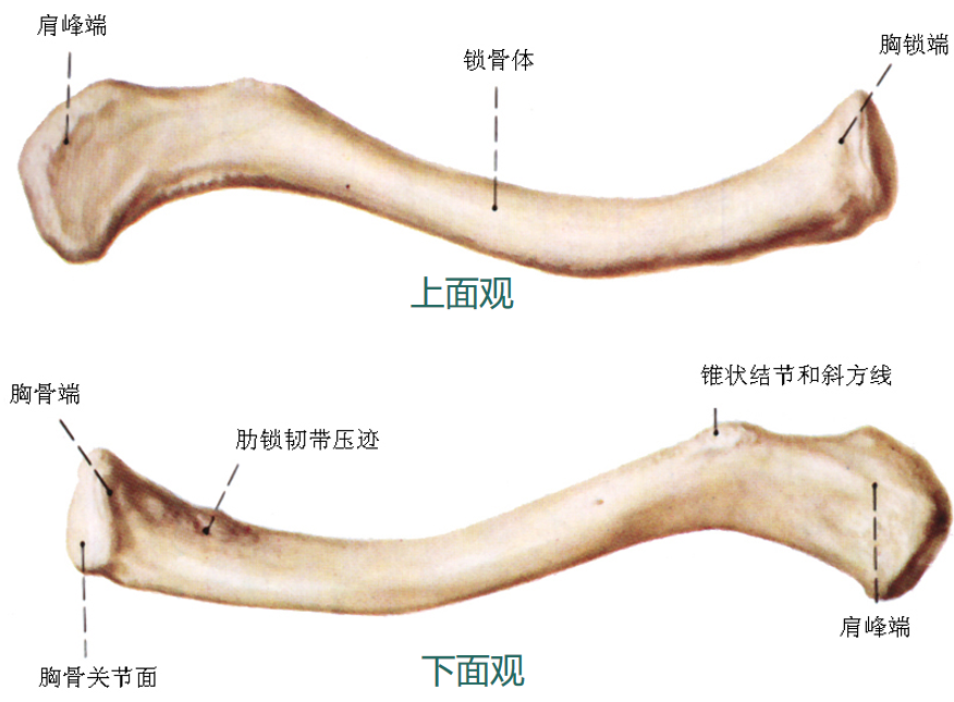 锁骨骨折:从分型到治疗的超全讲解,一文搞定!