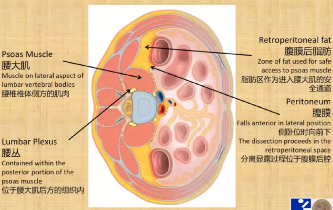 《手术精讲》|