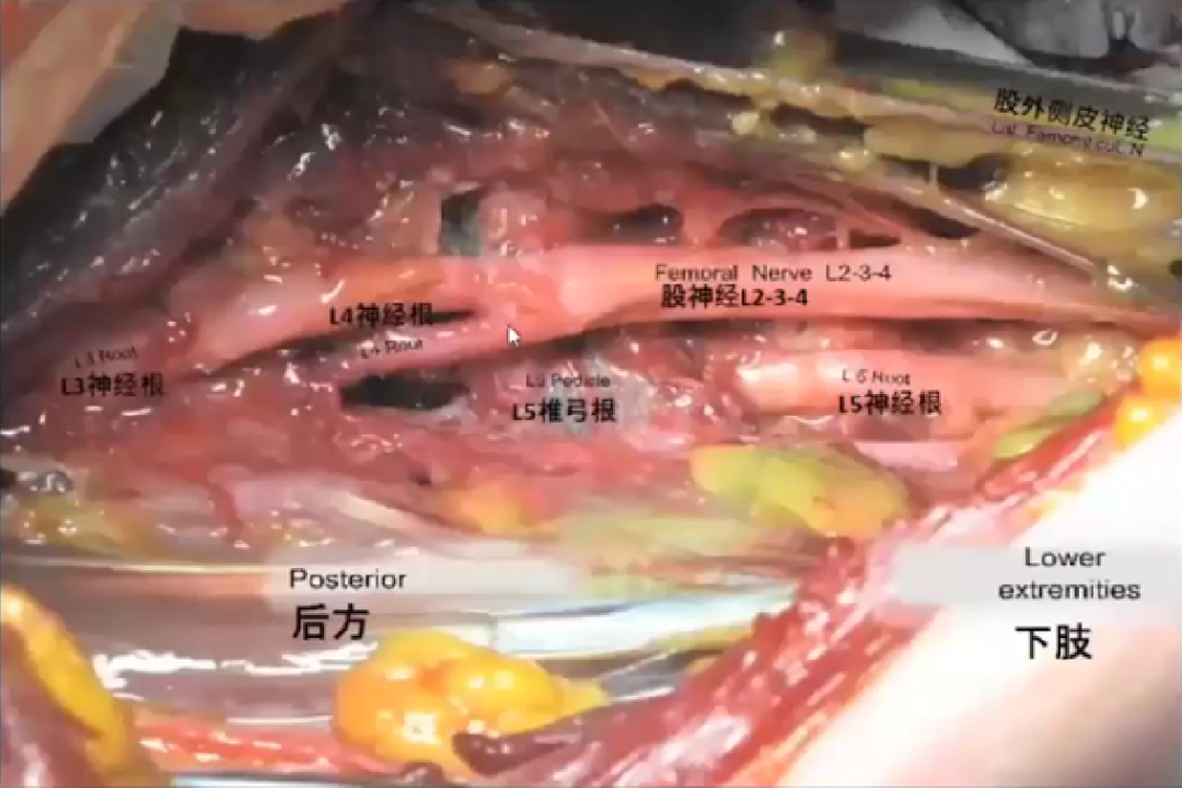 《手术精讲》|