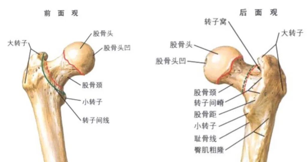 8分钟掌握,股骨粗隆间骨折的最新诊疗进展!