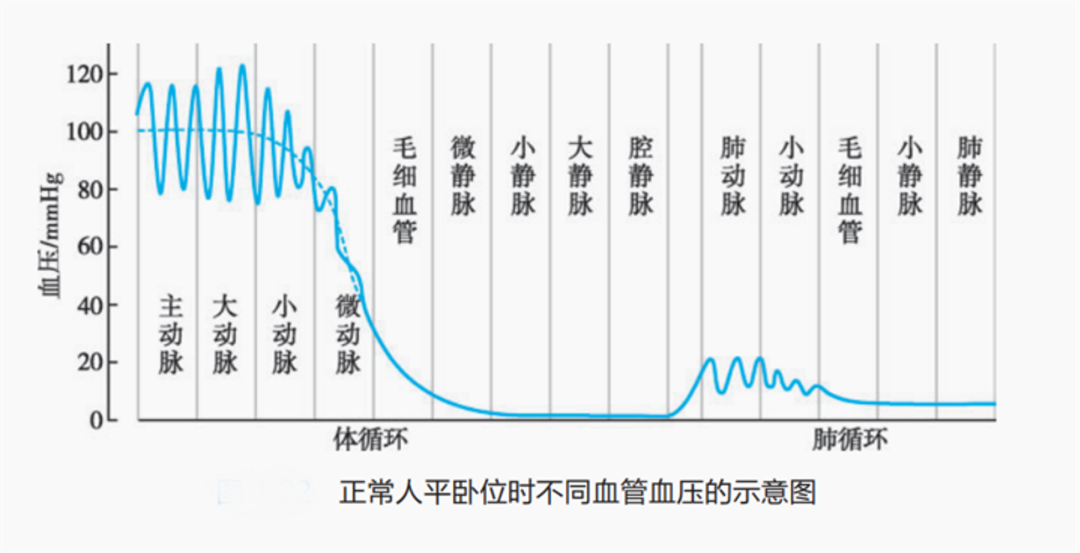 为什么左心衰容易引发肺水肿？一文读懂肺循环与肺微循环的独特生理特点