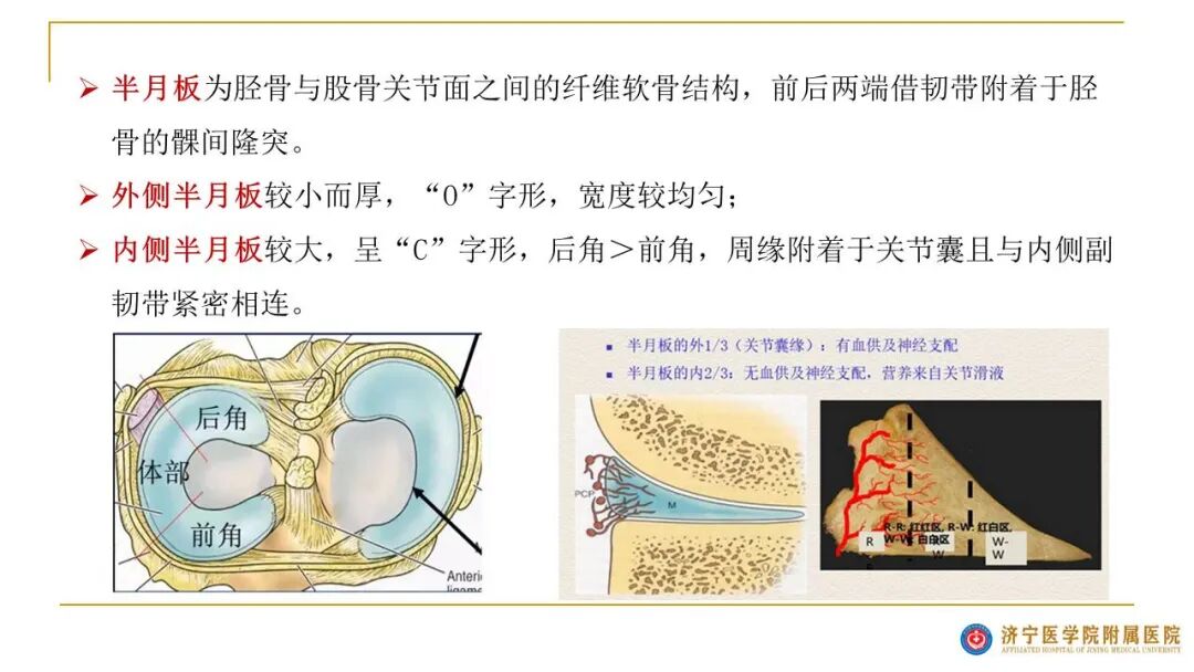 【图文并茂】膝关节MRI解剖及常见病诊断