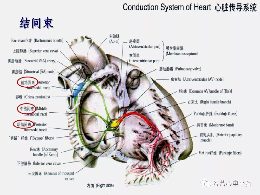 精美图文！心脏的解剖结构及传导系统