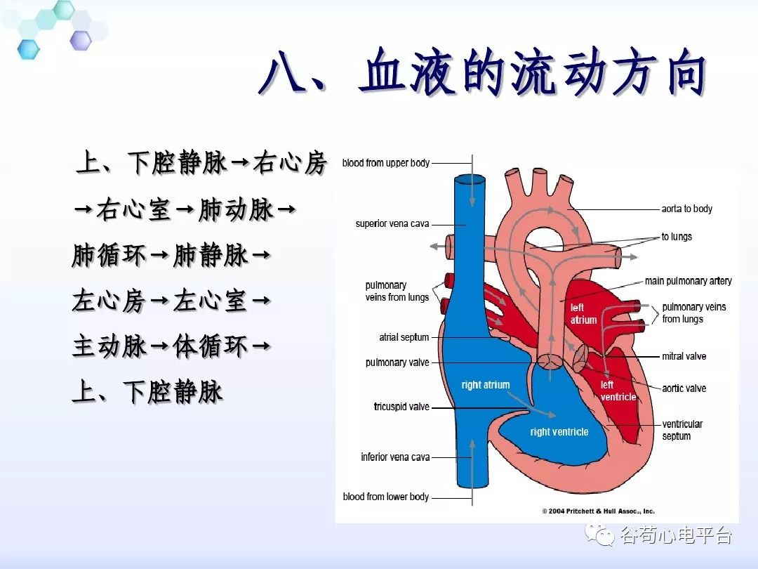 精美图文！心脏的解剖结构及传导系统