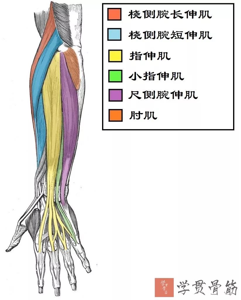 经典必备：前臂超详细解剖，高清图解版！