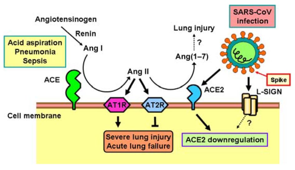 学术争鸣：新冠肺炎患者降压，无需停用ACEI！