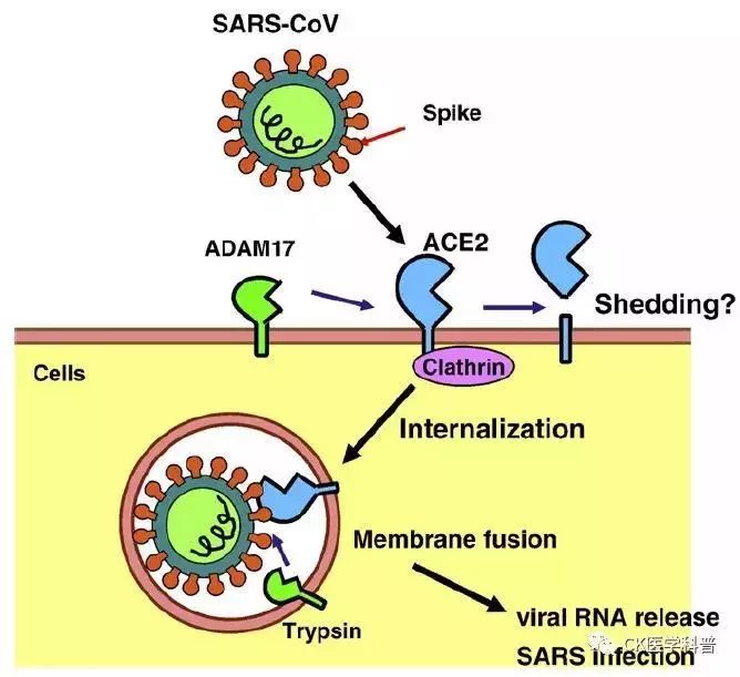 专家观点—针对ACE2开发新药，能否降低新冠状病毒感染？