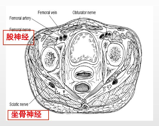 髋关节脱位快速诊治的关键技巧，此文必看！