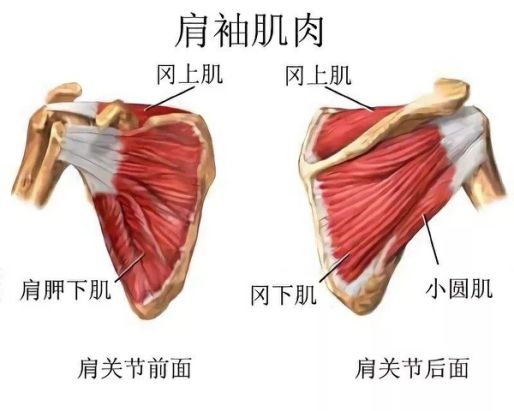 不同视角快速掌握肩袖损伤诊治要点,此文必看!