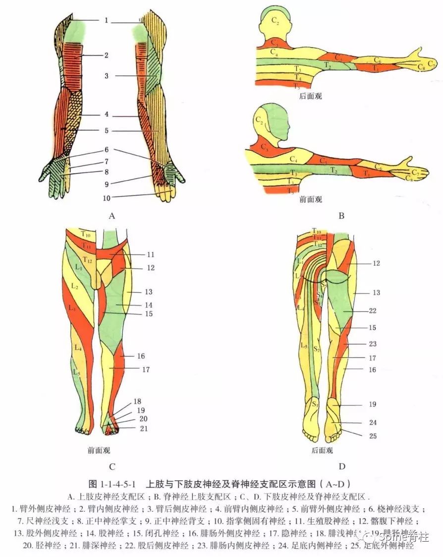 骨科皮节图谱：你确定真的全面准确掌握了吗？