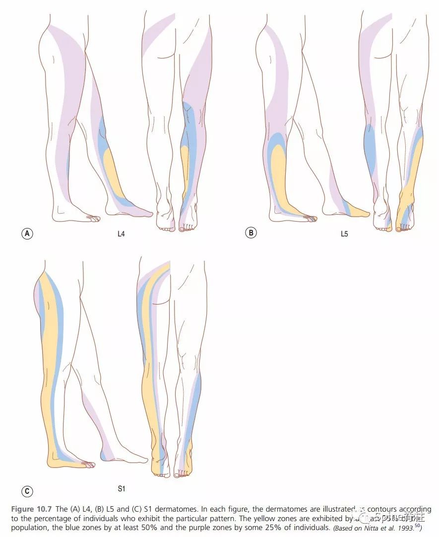 骨科皮节图谱：你确定真的全面准确掌握了吗？