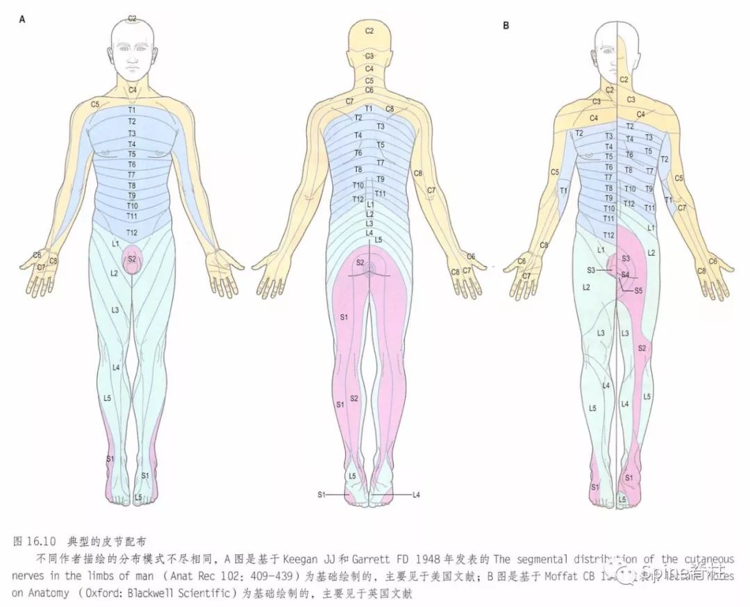 骨科皮节图谱：你确定真的全面准确掌握了吗？