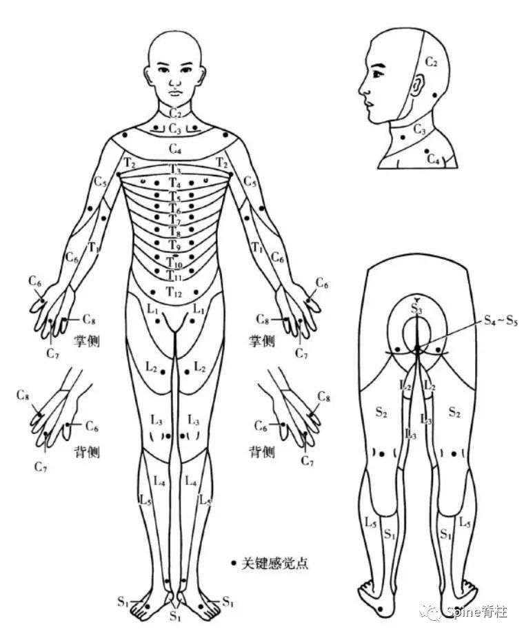 骨科皮节图谱：你确定真的全面准确掌握了吗？