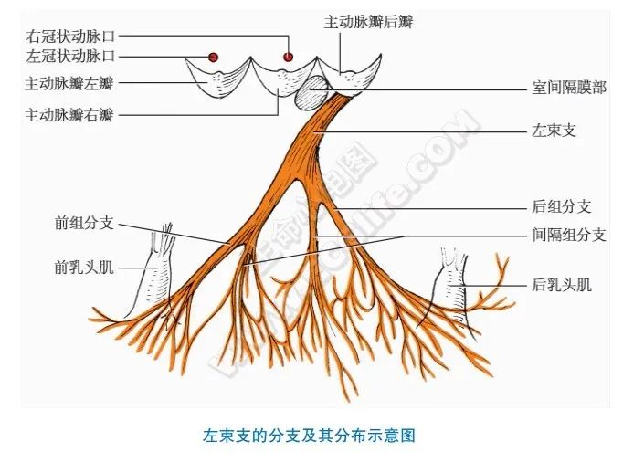 终于找到了，全面的心脏传导系统讲解，值得收藏！