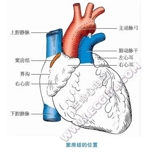 终于找到了，全面的心脏传导系统讲解，值得收藏！