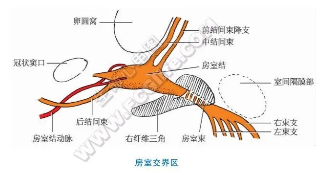 终于找到了，全面的心脏传导系统讲解，值得收藏！
