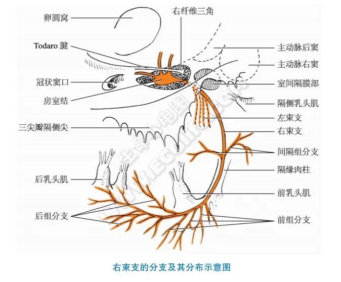终于找到了，全面的心脏传导系统讲解，值得收藏！