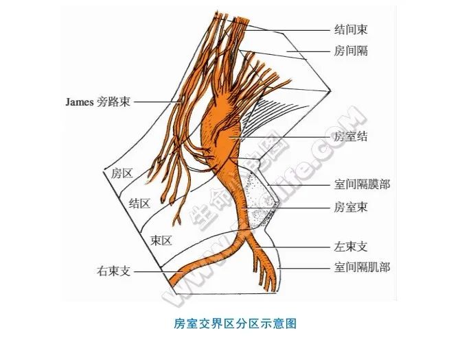 终于找到了，全面的心脏传导系统讲解，值得收藏！