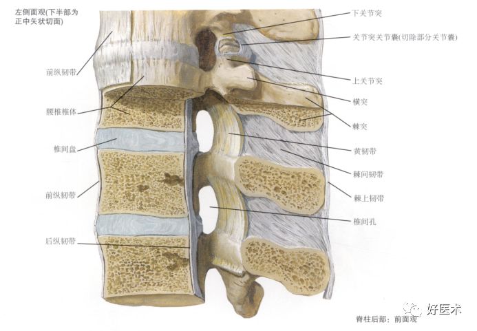 收藏了：脊柱超详细解剖，高清图文版！
