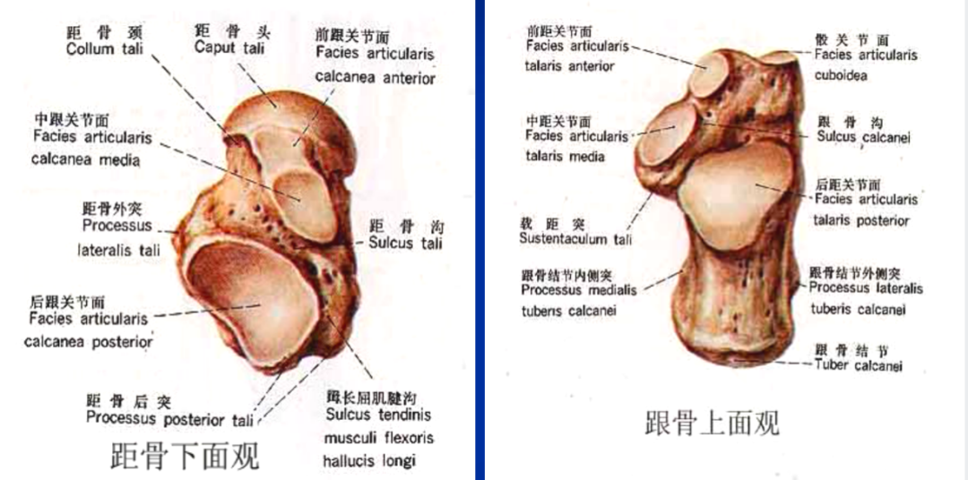 跗骨窦综合征影像表现及诊治技巧，基础提升必备！