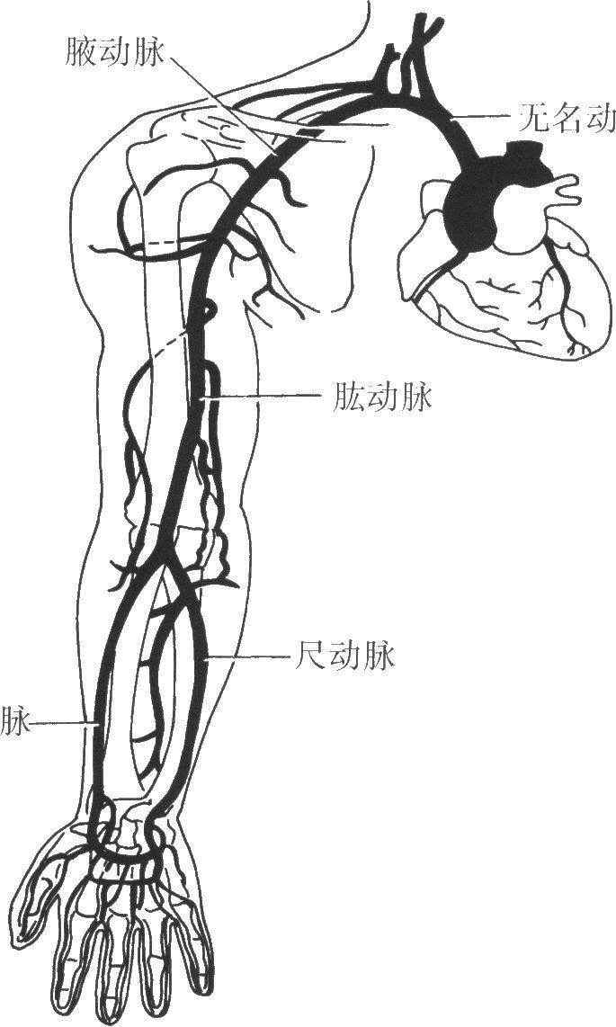 手臂动脉位置图图片