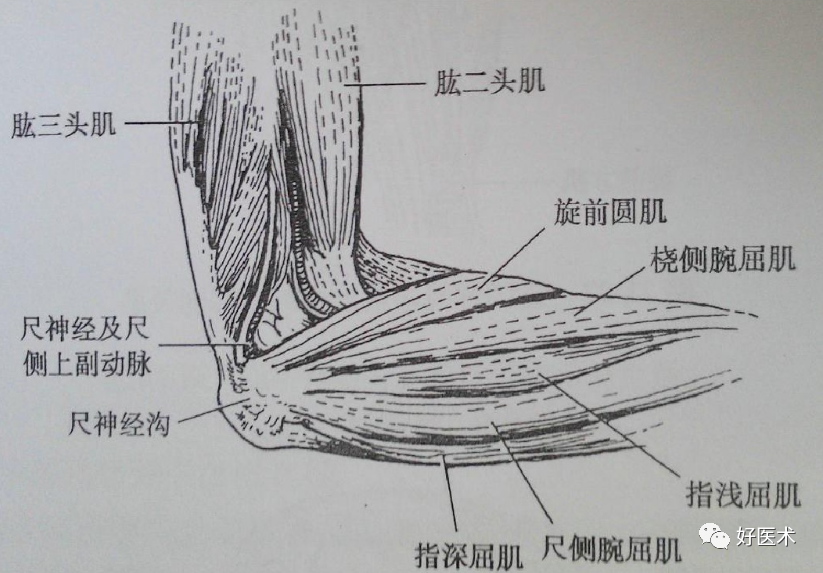 快速诊治肘管综合征，不可错过的好文！