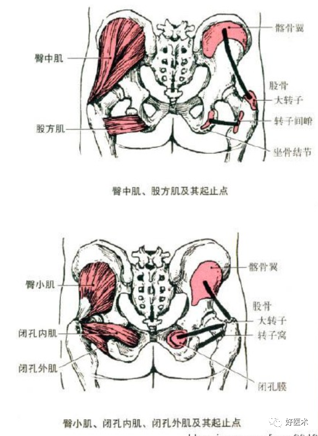 骨科必备局部解剖及手术入路，高清图文详解！