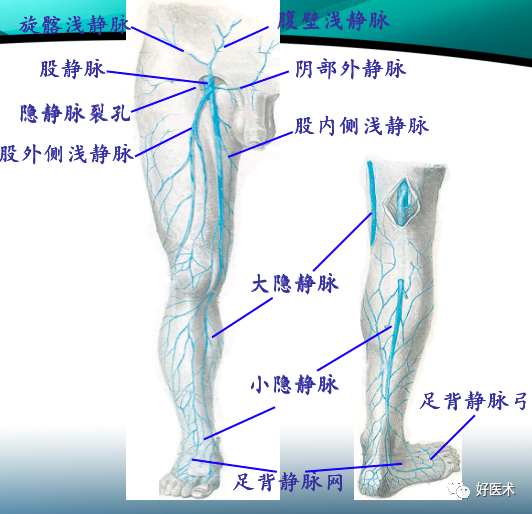 骨科必备局部解剖及手术入路，高清图文详解！