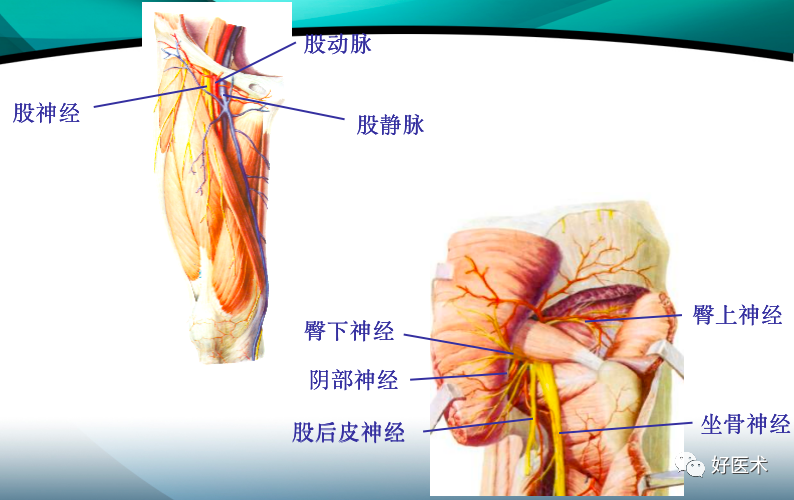 骨科必备局部解剖及手术入路，高清图文详解！